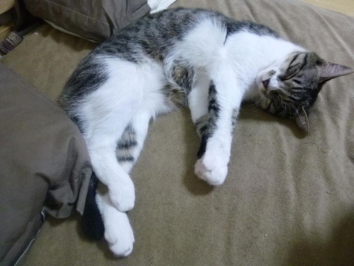 五大联赛战术执行是否更依赖替补席深度支持，五大联赛制度